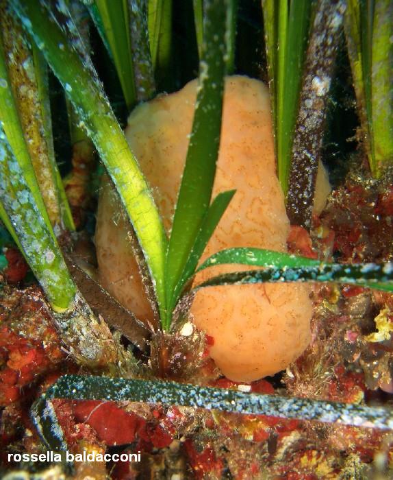 La Posidonia oceanica